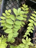 Polemonium boreale 'Heavenly Habit'
