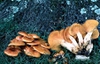 Omphalotus olearius (Clitocybe illudens)