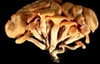 Omphalotus olearius (Clitocybe illudens)