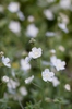 Omphalodes linifolia
