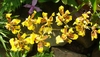Spray of yellow orchids with brown bars on their petals.
