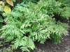 fern.