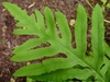 Tip of frond showing subopposite pinnatisect divisions.