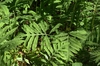 Onoclea sensibilis