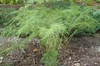 Onychium japonicum