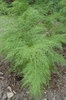 Onychium japonicum
