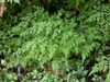 Onychium japonicum