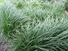 Ophiopogon japonicus