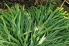 Broad long leaved with longitudinal streaks of light & dark gree