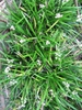 Ophiopogon japonicus