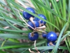 Blue fruits of the species