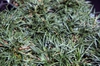 Planted en masse