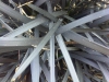 Close up of leaves