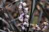 Ophiopogon planiscapus