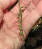 Spikelet in Sept.