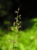 Flower spike