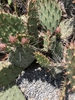 Opuntia