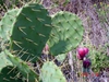 Form