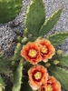 Tahita sunrise flowers orange and yellow