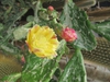Opuntia Monacantha 'Variegata'