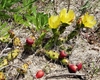 Cactus with yellow flowers, red fruits, and spiny pads