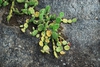 Growing on granite outcrop (Madison, VA)-Early Summer