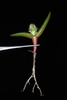 Seedling (Madison, VA)-Early Summer