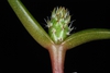 Seedling (Madison, VA)-Early Summer