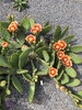 Form and flower, Wake County, NC