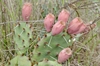 Opuntia with reddish fruits like prickly pears.