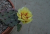Potted opuntia with a single yellow flower with orange center.