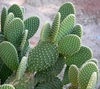 Form