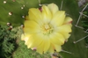 Opuntia Monacantha