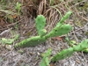 Form - Ft. Macon State park - June - Craven Co., NC