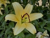 Star like yellow recurved waxy petals
