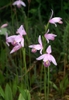 Pogonia ophioglossoides