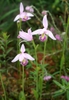 Pogonia ophioglossoides