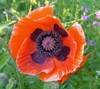 Close up of flower
