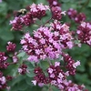 Origanum laevigatum 'Herrenhausen'