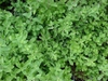 Origanum majorana