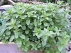 low, mat-forming plant with opposite, roundish leaves