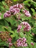 Clusters of tiny pink flowers.