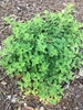 low, mat-forming plant with opposite, roundish leaves