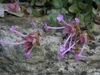 Terminal clusters of pink, tubular, 2-lipped flowers.
