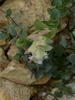 arching inflorescences with pink flowers between large bracts