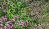 masses of tiny pink flowers.