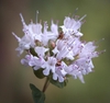 Cluster of tiny pink flowers.