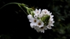 A stalk of white, star-shaped flowers.