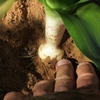Soil pulled back to reveal bulb.