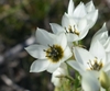 White, star-shaped flowers with dark eyes.